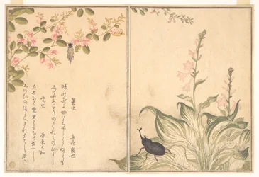 Oruga portacasas (Minomushi); escarabajo rinoceronte (Kabutomushi), del Libro ilustrado de criaturas reptantes (Ehon mushi erami)