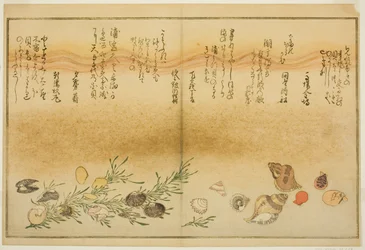 Beni-gai, hora-gai, urauzu-gai, wasure-gai, chiyonohana-gai y masuho-gai, del libro ilustrado "Regalos de la marea baja (Shiohi no tsuto)"
