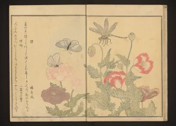 Mariposas y libélulas cerca de amapolas