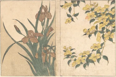 Flores de cerezo e iris, del libro ilustrado Flores de las Cuatro Estaciones