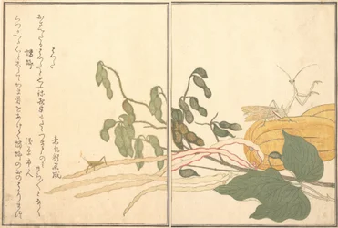 Saltamontes de cabeza cónica o langosta, batta, Mantis religiosa Toro o Kamakiri..., 1788