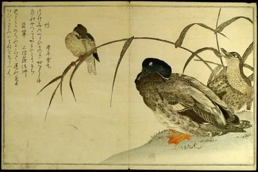Miríada de pájaros: Un concurso de kyoka (Momo chidori kyoka awase)