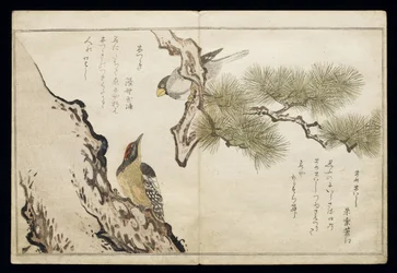 P.332-1946 Vol.1 f.3 Pinzón y un pájaro carpintero, de un álbum 