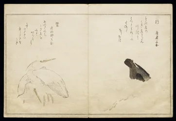 P.332-1946 Vol.1 f.4 Cormorán a la derecha y dos garzas nevadas a la izquierda, de un álbum 