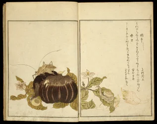 Libro ilustrado: Insectos selectos (Ehon mushi erabi)