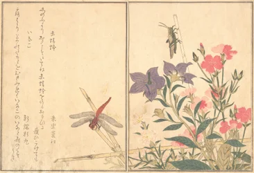 Libélula roja Akatonbo, langosta Inago..., 1788