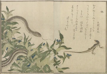 Serpiente y Lagarto, 1788