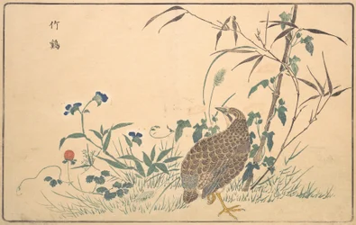 Zhu ji
