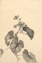 Rama de begonia en flor