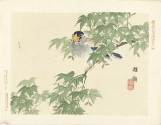pájaro azul grisáceo Bosquejos de flores y pájaros de Bairei (título de la serie) Barei kacho gafu (título de la serie sobre el objeto)