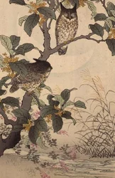 Dos Búhos en un Árbol de Bunrei Kacho Gafu por Kono Bairei (1844-95), pub. 1885