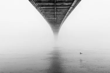 El puente brumoso y el pájaro