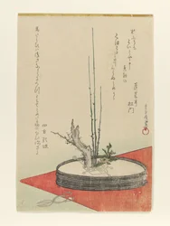 Arreglo de ciruelo, Fukujusō (adonis) y tijeras