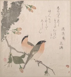 Camachuelos y flores de cerezo