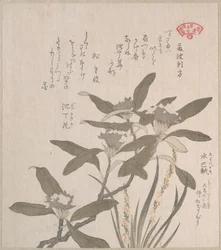 Daphne odora y Mojisuri-so