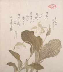 Flores de Hotei, siglo XIX