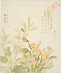 Caléndula (Kinsenka) y flores de Rashomon, de la serie "Colección de plantas para el círculo de poesía Kasumi (Kasumi-ren somoku awase)"