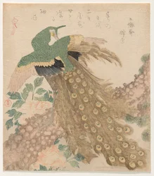 De Tres Piezas [Pavo Real] (Mi hira no uchi)