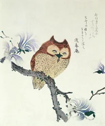 Búho en una rama de magnolia (tinta y color sobre papel)