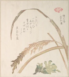 Planta de arroz y petasita
