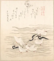 Gaviotas jugando sobre el agua