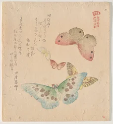 El manual de pintura de bandada de mariposas (Guncho? Gafu)