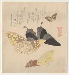 El manual de pintura de bandada de mariposas (Guncho? Gafu)