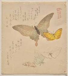 El manual de pintura de bandada de mariposas (Guncho? Gafu)