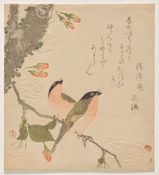Dos camachuelos en un cerezo de doble pétalo (Uso ni Yae-zakura)