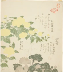 Rosas amarillas (Yae yamabuki) y saxífragas rastreras (Yukinoshita), de la serie "Colección de plantas para el círculo de poesía Kasumi (Kasumi-ren somoku awase)"