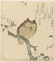 Búho en una rama de magnolia