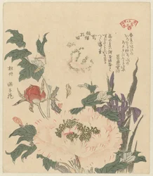 peonias e iris Kakitsubata botan (título sobre el objeto) Una selección de plantas para la Sociedad de Poesía Kasumi (título de la serie) Kasumiren sômoku awase (título de la serie sobre el objeto)