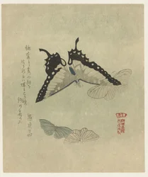 cuatro mariposas Una serie de grabados con mariposas para la Kasumi Poetry Society (título de la serie) Kasumiren gunchô gafu (título de la serie sobre el objeto)