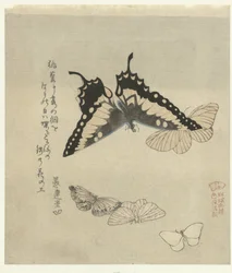 cinco mariposas Una serie de grabados con mariposas para la Kasumi Poetry Society (título de la serie) Kasumiren gunchô gafu (título de la serie sobre el objeto)