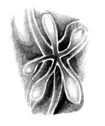 Formas orgánicas abstractas