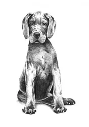 Adorable cachorro de gran danés