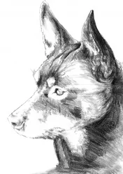 Perfil del perro de alerta