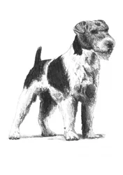 Fox terrier de alerta