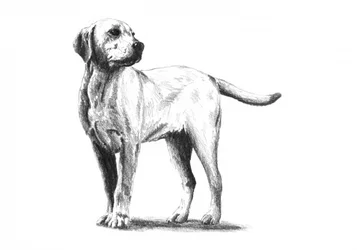 Boceto de un perro atento
