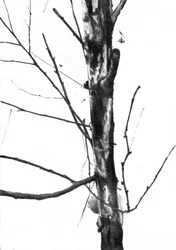 Árbol desnudo en invierno