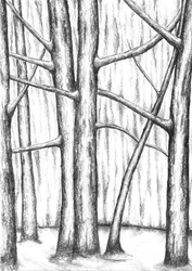 Árboles desnudos en invierno