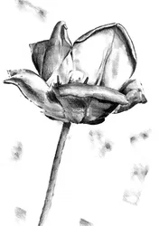 Dibujo de tulipán en blanco y negro