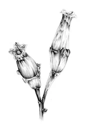 Estudio botánico de las flores