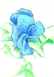 Dibujo de una flor azul brillante