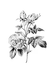 Rosa botánica clásica