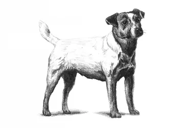 Dibujo clásico de un terrier