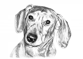 Boceto de un dachshund curioso