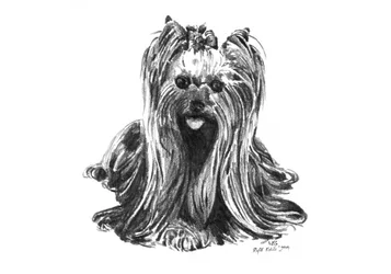 Bonito dibujo de un yorkshire
