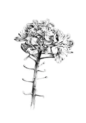 Delikado boceto floral