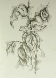 Estudio de una hoja delicada